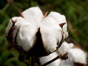 fleur et graine de coton