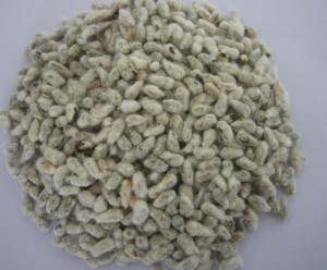 graine de coton