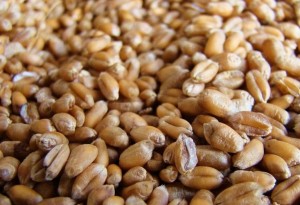 grains-de-ble